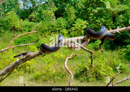 Northern White-lipped (Botrochilus albertisii) on a branch, Irian-Jaya. Papua -New-Guinea Stock Photo