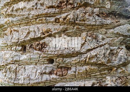 Canary Island date palm, (Phoenix canariensis), trunk texture, close view Stock Photo