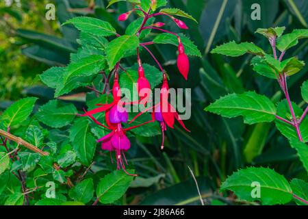hummingbird fuchsia flowers blooming, (Fuchsia magellanica), with green leaves background Stock Photo