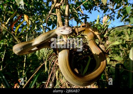 Papuan python Snake, Apodora papuana, New Guinea nocturnal, ability to ...