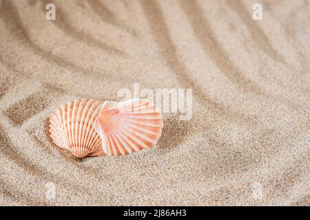 Background sea sand grains, fine beach sand and shells. Stock Photo