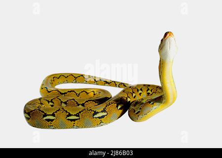 Dwarf Reticulated Python (Malayopython reticulatus saputrai) on white background, Selayar Island, Indonesia Stock Photo