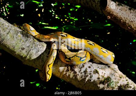 Dwarf Reticulated Python (Malayopython reticulatus saputrai) on a branch, Selayar Island, Indonesia Stock Photo