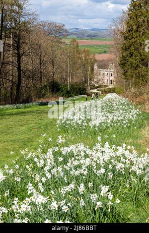 Narcissi in springtime at Lowther Castle in the English Lake District National Park near Penrith, Cumbria, England UK Stock Photo