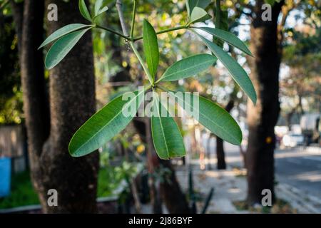 An isolated shot of blackboard tree leaves with out of focus background roadside in India. Alstonia scholaris, commonly called blackboard tree or devi Stock Photo