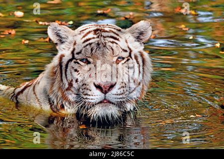 White tiger (Panthera tigris) Leucistic, captivity, India. Stock Photo