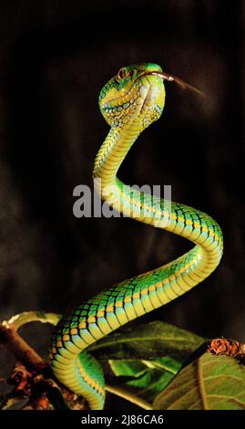 Schultze's Pit Viper (Trimeresurus schultzei) Palawan Captivity Stock ...