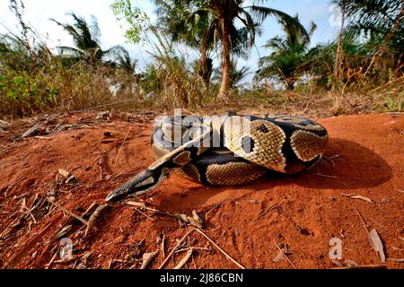 Ball python (Python regius), Togo, From Senegal to Uganda. Stock Photo