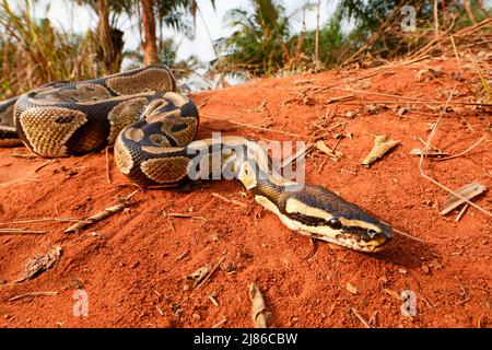 Ball python (Python regius) crawling, Togo, From Senegal to Uganda. Stock Photo