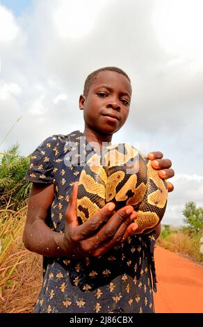 Ball python (Python regius), Held by a girl, Togo, From Senegal to Uganda. Stock Photo