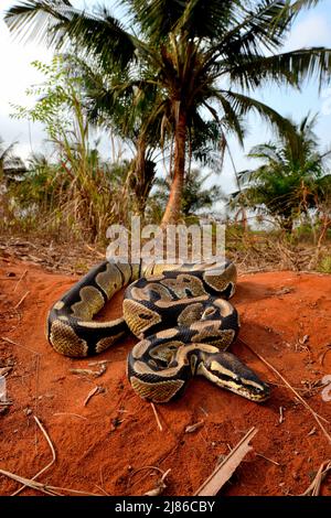 Ball python (Python regius) crawling, Togo, From Senegal to Uganda. Stock Photo