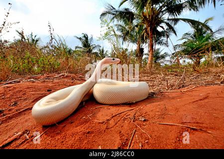 Ball python (Python regius) Leucistic, Togo, From Senegal to Uganda. Stock Photo