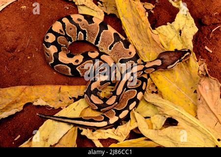 Ball python (Python regius), Togo, From Senegal to Uganda. Stock Photo