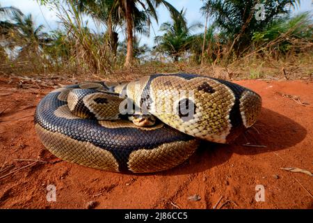Ball python (Python regius), defensive posture, Togo, From Senegal to Uganda. Stock Photo