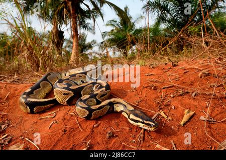 Ball python (Python regius) crawling, Togo, From Senegal to Uganda. Stock Photo