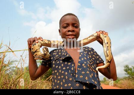 Ball python (Python regius), Held by a girl, Togo, From Senegal to Uganda. Stock Photo