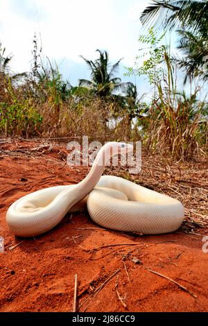 Ball python (Python regius) Leucistic, Togo, From Senegal to Uganda. Stock Photo
