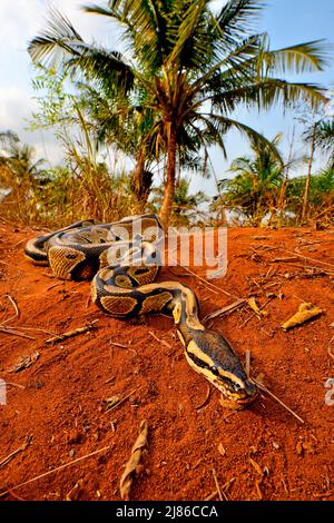 Ball python (Python regius) crawling, Togo, From Senegal to Uganda. Stock Photo