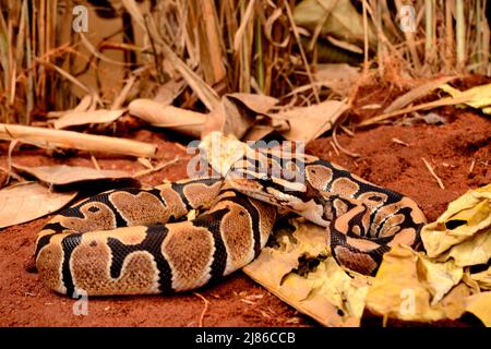 Ball python (Python regius), Togo, From Senegal to Uganda. Stock Photo