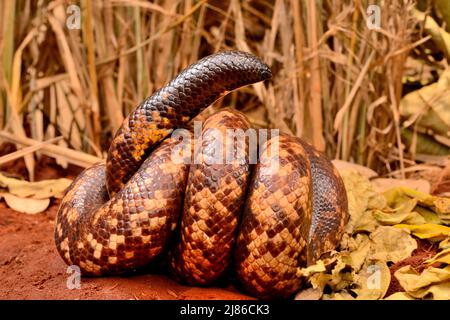 Calabar Ground Python, African Burrowing Python (Calabaria reinhardtii ...