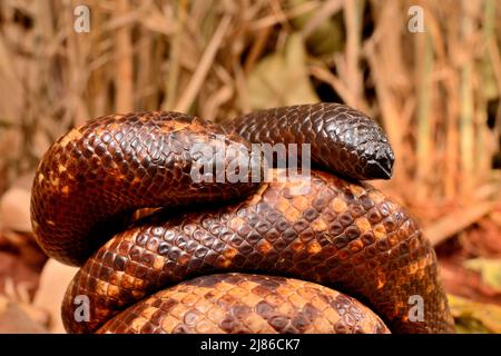 Calabar Ground Python, African Burrowing Python (Calabaria reinhardtii ...