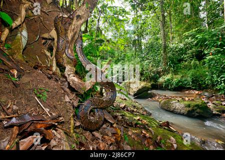 Reticulated python (Malayopython reticulatus) in forest, Sulawesi, Indonesia, S.E. Asia Stock Photo
