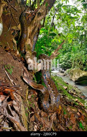 Reticulated python (Malayopython reticulatus) in forest, Sulawesi, Indonesia, S.E. Asia Stock Photo