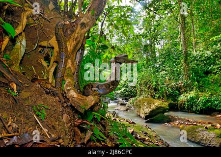 Reticulated python (Malayopython reticulatus) in forest, Sulawesi, Indonesia, S.E. Asia Stock Photo