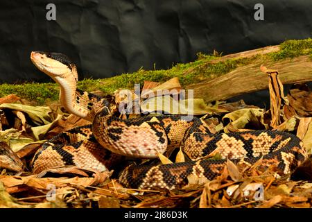 Black-headed bushmaster, Lachesis melanocephala is the largest ...