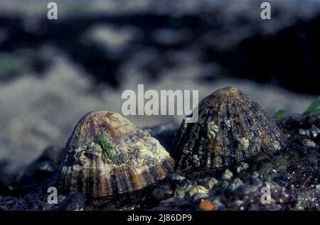 Common limpet (Patella vulgata) attached to a rock at low tide, Europe