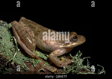 Squirrel Treefrog resting on a trunk with Lichen Texas Stock Photo