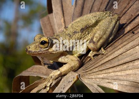 Cuban Treefrog on a dry palm  Everglades NP Florida Stock Photo