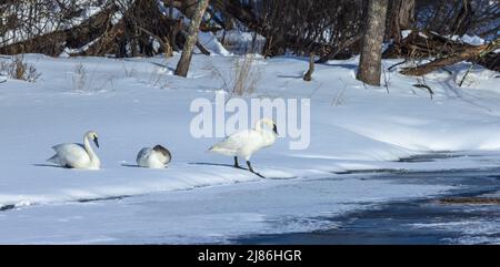 Trumpeter swan in northern Wisconsin. Stock Photo