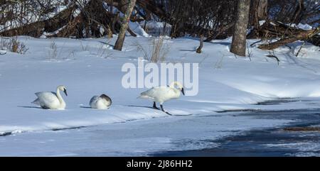 Trumpeter swans in northern Wisconsin. Stock Photo