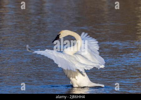 Trumpeter swan in northern Wisconsin. Stock Photo