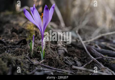 Sun shines on wild purple and yellow iris (Crocus heuffelianus discolor)  flower growing in spring dry grass Stock Photo