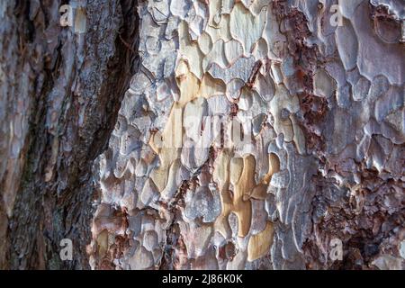 The bark of a Crimean Pine tree (Pinus nigra subsp. pallasiana) Stock Photo