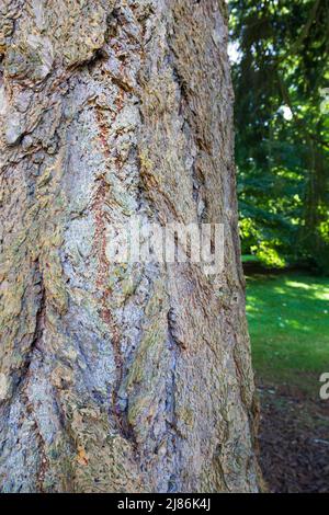 The bark of a Douglas Fir tree (Pseudotsuga menziesii) Stock Photo
