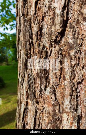 The bark of a Corsican Pine (Pinus nigra subsp. laricio) Stock Photo