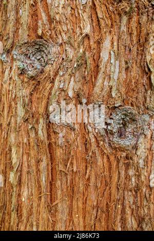 The bark of a California Redwood tree (Sequoia sempervirens) Stock Photo