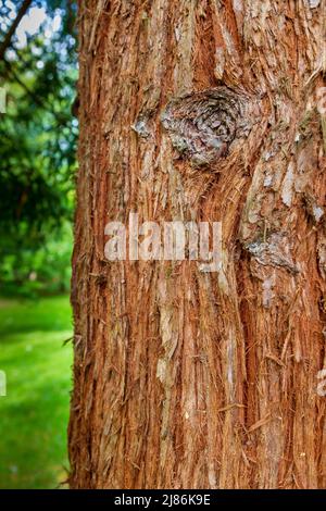 The bark of a California Redwood tree (Sequoia sempervirens) Stock Photo