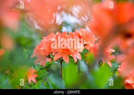 Orange flower of azalea. Bright rhododendron flowers in the garden. Selective focus Stock Photo