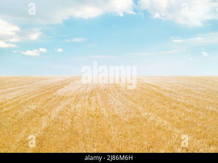 Field of golden crops under light blue sky with clouds, minimalistic landscape Stock Photo