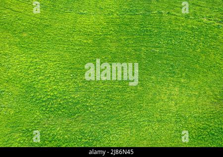 Natural abstract texture, field of green grass aerial view Stock Photo
