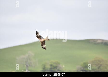 Red Kite (Milvus milvus) Flying Right to Left against Horizon with Sky Above and Trees Below, in Mid-Wales, UK in April Stock Photo