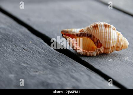Summer travel concept. Sea shell on an old vintage table. Stock Photo
