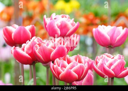 Tulips - Tulipa Drumline a late Spring double flower tulip Stock Photo