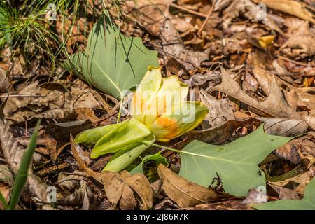 A bright yellow tulip tree flower laying on the ground on the forest floor with two leaves still attached surrounded by other fallen leaves on a sunny Stock Photo
