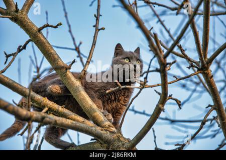 grey scottish cat sits on a high dry tree in spring closeup Stock Photo