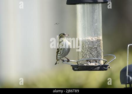 Female Eurasian Siskin (Carduelis spinus) in Right-Profile Perched on Peg of a Sunflower Hearts Feeder to Right of Image Looking Up at Fly Above, UK Stock Photo